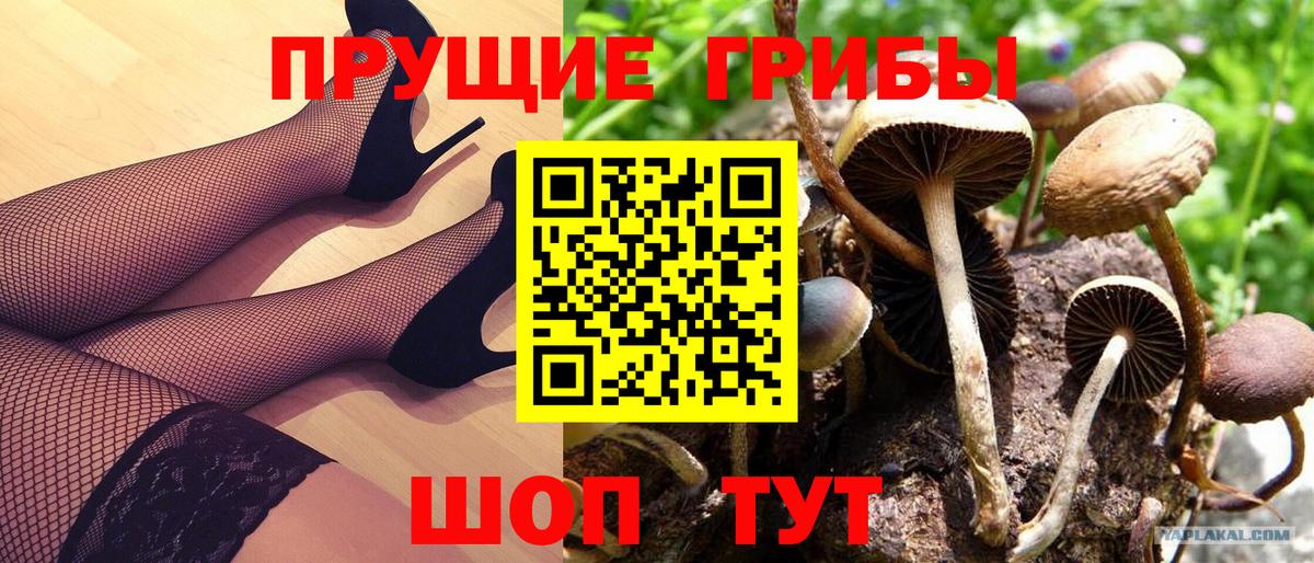 Галлюциногенные грибы Cubensis Реж